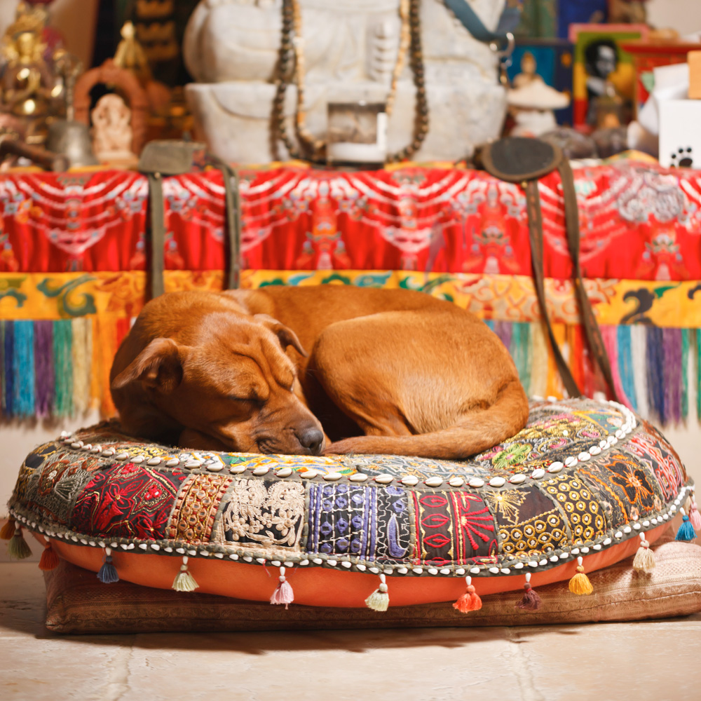 buddha mama jewelry suda dog